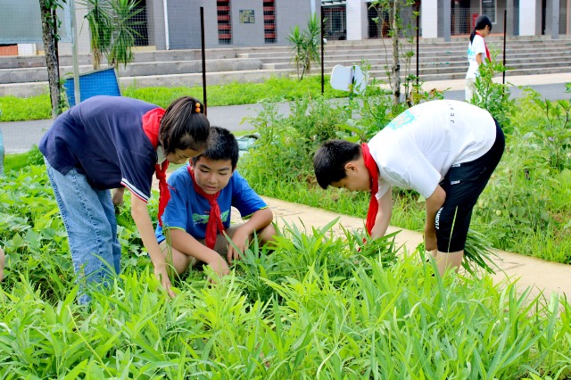 鐘山鎮(zhèn)第七小學(xué)的少先隊(duì)員代表們正在黨員教師的帶領(lǐng)下采摘成熟的蔬菜。 (2).jpg