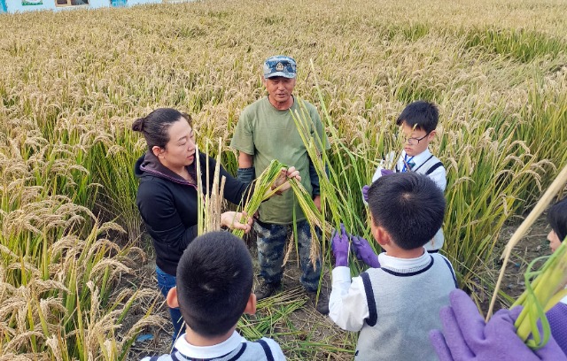 秋收時(shí)節(jié)，學(xué)生在老師指導(dǎo)下將水稻打捆   攝影  高望.jpg
