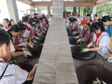 梧州市蒼海小學(xué)的同學(xué)們體驗炒茶、制茶。.png